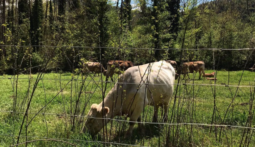 Càmping i natura